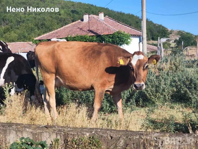 Продавам крави и телета , снимка 2 - Крави - 55671928