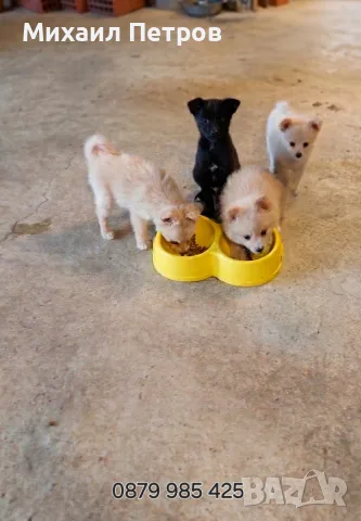 ​🐾  Мини Померан с ваксини паспорт 