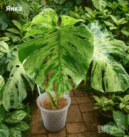 Monstera Bulbasaur Variegata