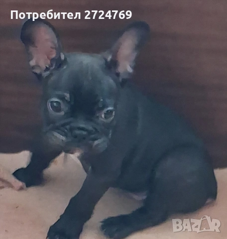 Френски булдог - булдоче, снимка 2 - Френски булдог - 54464867