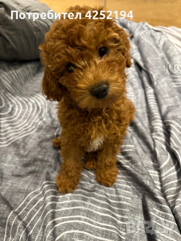 Мини пудел женско 