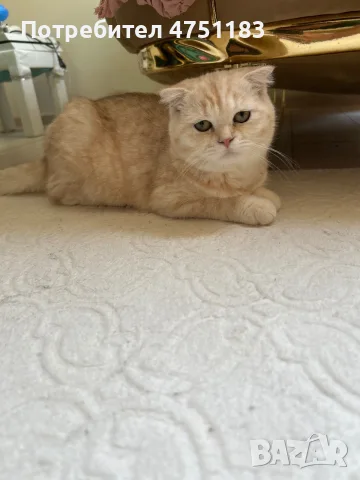 Котки Чинчили и Британка, снимка 2 - Британска късокосместа - 55616912