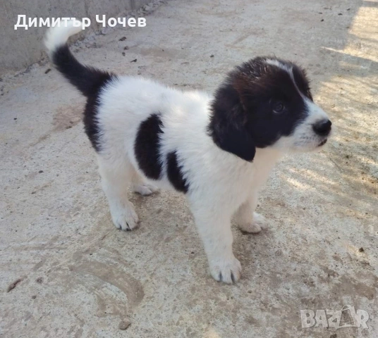 Кученца каракачанки, снимка 5 - Каракачанска овчарка - 55168960