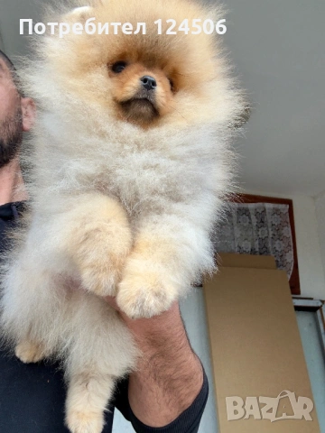 Померан мини померанче, снимка 3 - Померан - 53971742