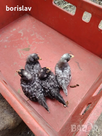 Пилета шабо, снимка 3 - други­ - 54336006