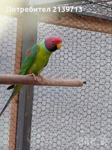 Продавам Сливоглав Александър, снимка 8 - Папагали - 54006558