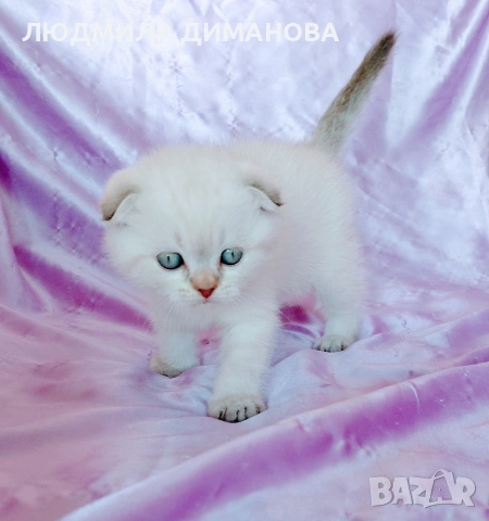 Шотландско мъжко Скоттиш Фолд , снимка 3 - Британска късокосместа - 54341227