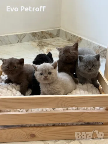 Британска късокосместа / British shorthair , снимка 3 - Британска късокосместа - 55424638