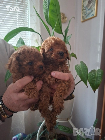 Пудел той, снимка 3 - Пудели - 54154911