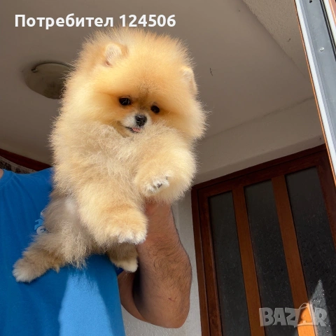 Померан мини померанче, снимка 2 - Померан - 54971092