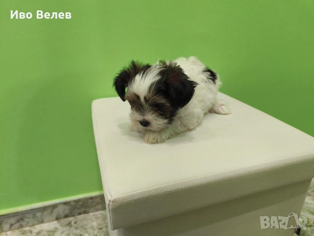 Йорки Йоркширски териер Бивер, снимка 2 - Йоркширски териер - 54351013