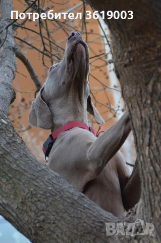 Ваймаранери , снимка 14 - Ваймаранер - 54205376