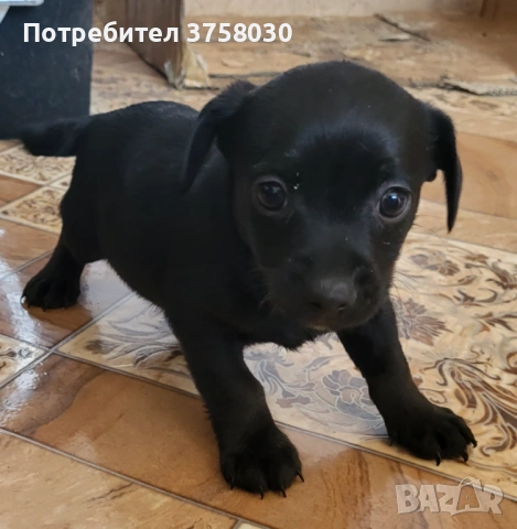 Продават се Пинчери