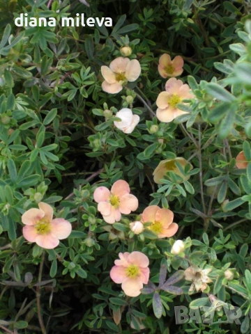 Потентила, Potentilla fruticosa 'Daydawn', студоустойчива и многогодишна, снимка 5 - Градински цветя и растения - 54795646