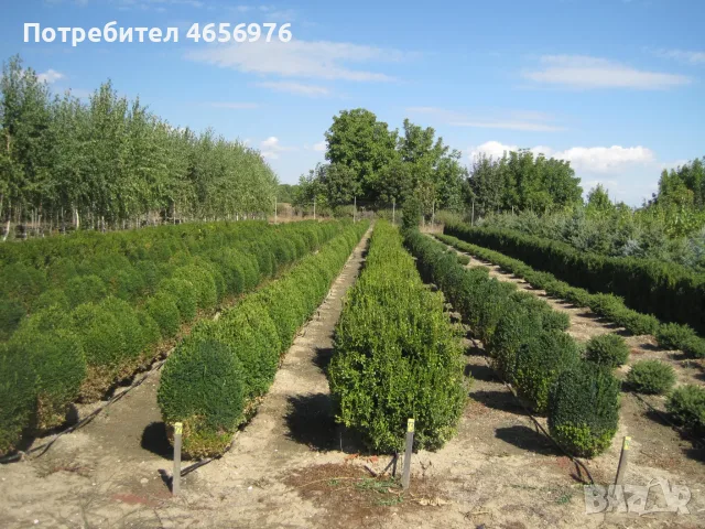 Производствена база за декоративни растения на бала, снимка 4 - Земеделска земя - 55585396