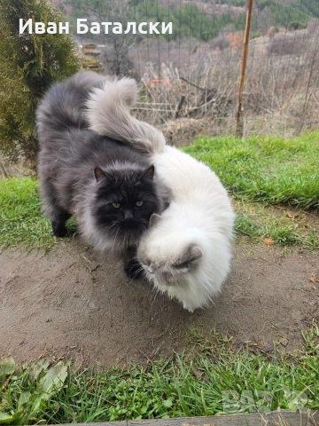 Персийски Котенца !!!, снимка 2 - Персийска - 54856152