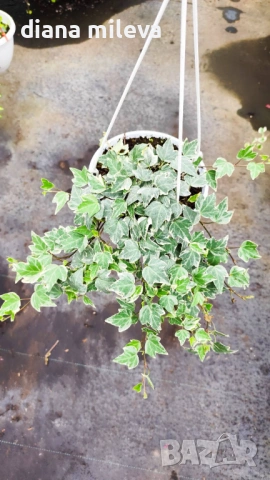  Кошница с Бръшлян Бяло чудо, Hedera helix White Wonder, студоустойчив, снимка 5 - Градински цветя и растения - 53490433