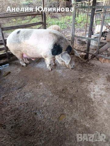 Мъжко не изкопено прасе около 300кг ......