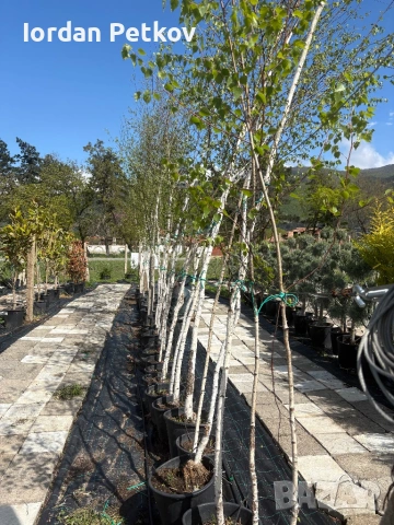 Бяла бреза / Betula pendula , снимка 4 - Градински цветя и растения - 32159286