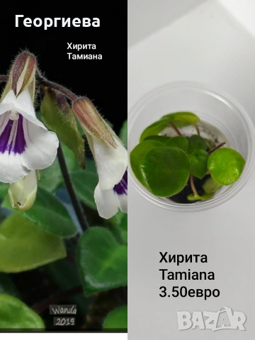 хирита tamiana, снимка 2 - Стайни растения - 54673477