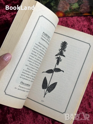 Отглеждане на билки| Колхида, снимка 10 - Други - 54367985