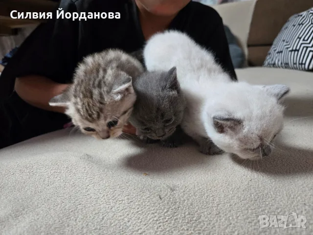 Британчета търсят нов дом, снимка 5 - Британска късокосместа - 55399876
