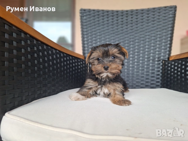 ​"Малко бижу! Женско Йорки с две ваксини търси своя нов дом 🐾"