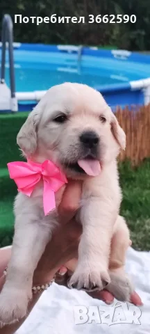 🐾 Малки кученца Голдън Ретривър търсят своите любящи семейства! 🐶❤️, снимка 5 - Голдън ретривър - 55669507