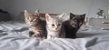 Британски Котки, снимка 2