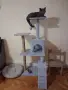 Британска женска котка, снимка 15