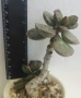 Адромисхус (Adromischus maculatus), снимка 2