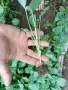 разсад зеле-кьосе, снимка 3