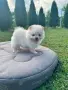 Померанче момиче, снимка 1