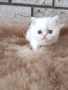 Женско котенце 🐈, снимка 2