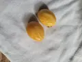 балтийски кехлибар. кехлибар, снимка 7