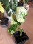Syngonium Three Kings , снимка 2