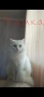 Ангорска котка, снимка 8