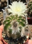 Кактус Echinopsis Hybrid цвят кремаво бяло цъфтящи растения, снимка 4