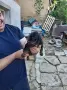 Свободни ловни кучета., снимка 3