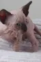 котенца Канадски сфинкс и Елф, снимка 2