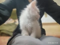 Сиамска дългокосместа котка, снимка 1