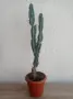 Кактуси Cereus ., снимка 2