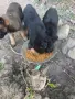 Белгийска овчарка , снимка 2