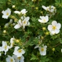 Потентила, Potentilla fruticosa 'Abbotswood', студоустойчива и многогодишна, снимка 1