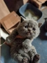 Шотландски и британски котета, снимка 2