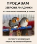 Продавам зеброви амадинки и гълъби , снимка 1