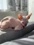 Канадски свинкс, снимка 2