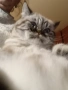табй котета , снимка 5
