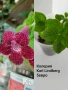колерия , снимка 4
