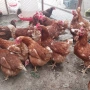 Кокошки носачки, снимка 1